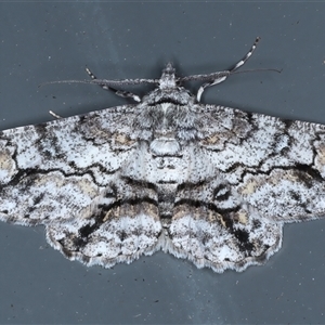 Cleora displicata at Rosedale, NSW - 9 Nov 2024 10:34 PM