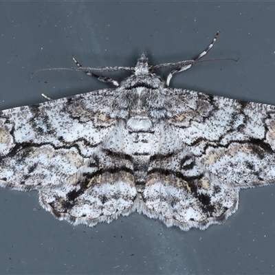 Cleora displicata (A Cleora Bark Moth (Boarmiini) at Rosedale, NSW - 9 Nov 2024 by jb2602