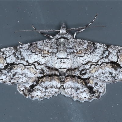 Cleora displicata (A Cleora Bark Moth) at Rosedale, NSW - 9 Nov 2024 by jb2602