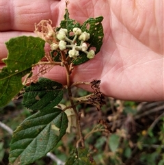 Unidentified Plant at Lower Pappinbarra, NSW - 8 Nov 2024 by dave@kerrie