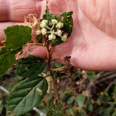 Androcalva fraseri (Brush Kurrajong) at Lower Pappinbarra, NSW - 8 Nov 2024 by dave@kerrie