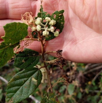 Androcalva fraseri at Lower Pappinbarra, NSW - 8 Nov 2024 by dave@kerrie