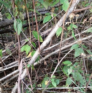 Androcalva fraseri at Lower Pappinbarra, NSW - 8 Nov 2024 06:00 PM