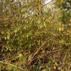 Androcalva fraseri at Lower Pappinbarra, NSW - 8 Nov 2024 06:00 PM