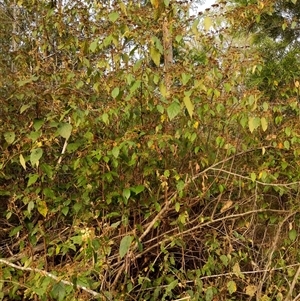 Androcalva fraseri at Lower Pappinbarra, NSW - 8 Nov 2024 06:00 PM