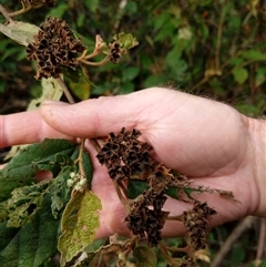 Androcalva fraseri at Lower Pappinbarra, NSW - 8 Nov 2024 06:00 PM