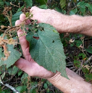 Androcalva fraseri at Lower Pappinbarra, NSW - 8 Nov 2024 06:00 PM