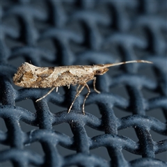 Leuroperna sera (A Plutellid moth) at Harrison, ACT - 9 Nov 2024 by DPRees125