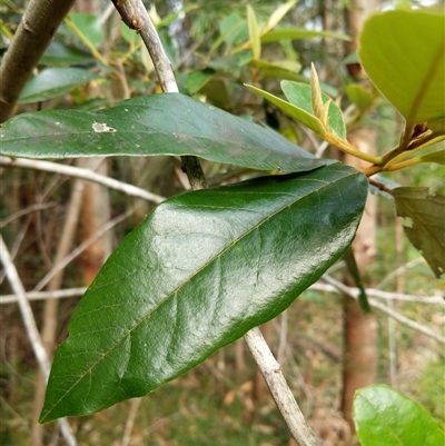 Alphitonia excelsa at Lower Pappinbarra, NSW - 8 Nov 2024 by dave@kerrie