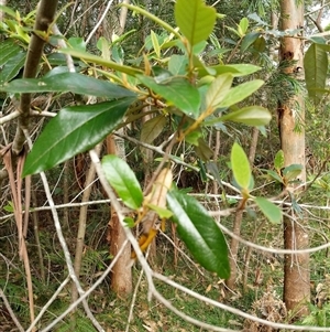 Alphitonia excelsa at Lower Pappinbarra, NSW - 8 Nov 2024 05:54 PM