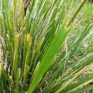 Lomandra longifolia at Lower Pappinbarra, NSW - 8 Nov 2024 05:39 PM