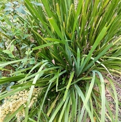 Lomandra longifolia at Lower Pappinbarra, NSW - 8 Nov 2024 05:39 PM