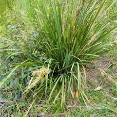 Lomandra longifolia at Lower Pappinbarra, NSW - 8 Nov 2024 05:39 PM