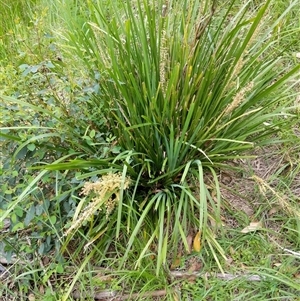 Lomandra longifolia at Lower Pappinbarra, NSW - 8 Nov 2024 05:39 PM