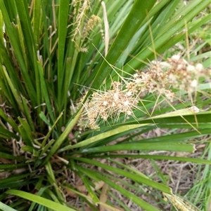 Lomandra longifolia at Lower Pappinbarra, NSW - 8 Nov 2024 05:39 PM