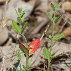 Gonocarpus tetragynus at West Wodonga, VIC by KylieWaldon