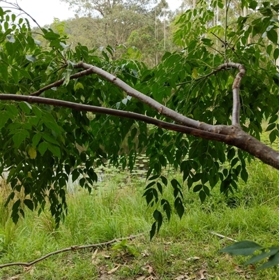 Melia azedarach at Lower Pappinbarra, NSW - 8 Nov 2024 by dave@kerrie