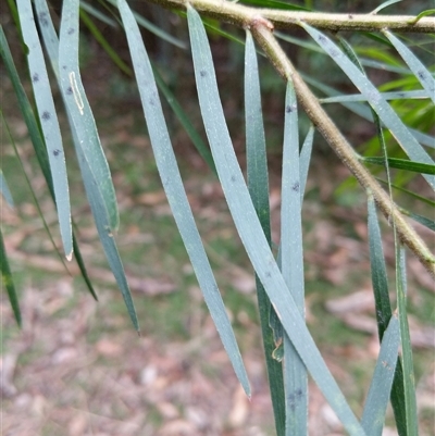 Unidentified Wattle at Lower Pappinbarra, NSW - 8 Nov 2024 by dave@kerrie