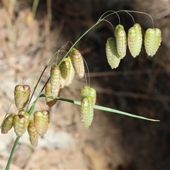 Briza maxima at West Wodonga, VIC - 10 Nov 2024 by KylieWaldon