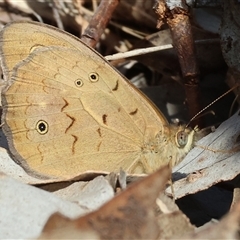 Heteronympha merope (Common Brown Butterfly) at West Wodonga, VIC - 10 Nov 2024 by KylieWaldon