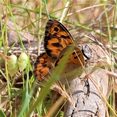 Heteronympha merope at West Wodonga, VIC - 10 Nov 2024