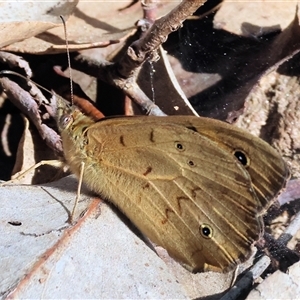 Heteronympha merope at West Wodonga, VIC - 10 Nov 2024