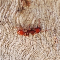 Podomyrma sp. (genus) (Muscleman Tree Ant) at Cook, ACT - 17 Oct 2024 by CathB