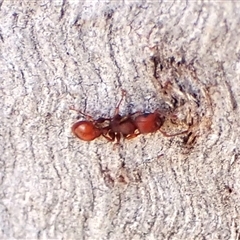 Podomyrma sp. (genus) at Cook, ACT - 17 Oct 2024