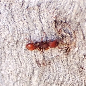 Podomyrma sp. (genus) at Cook, ACT - 17 Oct 2024 04:17 PM