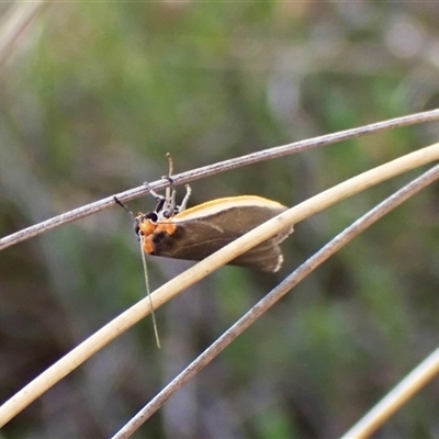 Palaeosia bicosta (Two-ribbed Footman) at Cook, ACT - 17 Oct 2024 by CathB