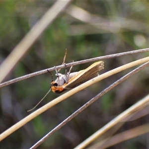 Palaeosia bicosta at Cook, ACT - 17 Oct 2024