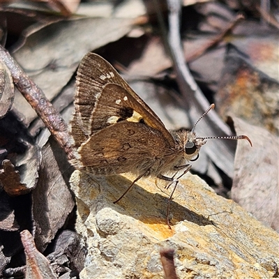 Trapezites phigalia (Heath Ochre) at Bombay, NSW - 10 Nov 2024 by MatthewFrawley