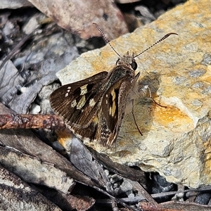 Trapezites phigalia at Bombay, NSW - 10 Nov 2024