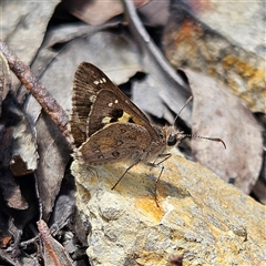 Trapezites phigalia at Bombay, NSW - 10 Nov 2024