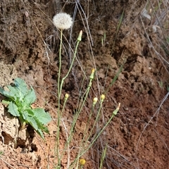 Unidentified Daisy at West Wodonga, VIC - 9 Nov 2024 by KylieWaldon