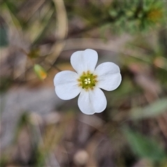 Mitrasacme polymorpha (Varied Mitrewort) at Bombay, NSW - 10 Nov 2024 by MatthewFrawley