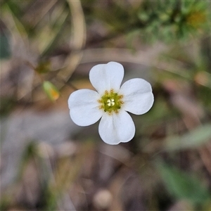 Mitrasacme polymorpha at Bombay, NSW - 10 Nov 2024