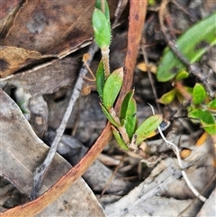 Mitrasacme polymorpha at Bombay, NSW - 10 Nov 2024