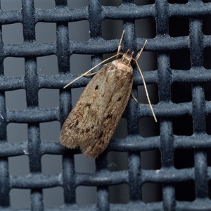 Hofmannophila pseudospretella at Harrison, ACT - suppressed