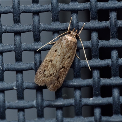 Hofmannophila pseudospretella (Brown House Moth) at Harrison, ACT - 10 Nov 2024 by DPRees125