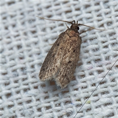 Hofmannophila pseudospretella at Harrison, ACT - suppressed