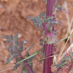 Sonchus asper at West Wodonga, VIC by KylieWaldon