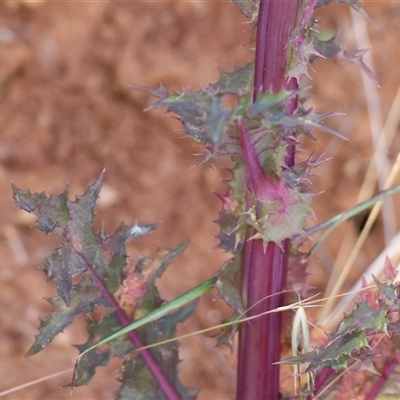 Sonchus asper at West Wodonga, VIC - 10 Nov 2024 by KylieWaldon