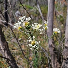 Pimelea linifolia (Slender Rice Flower) at Bombay, NSW - 10 Nov 2024 by MatthewFrawley