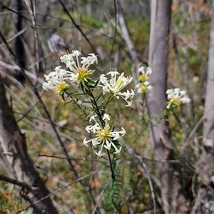 Pimelea linifolia at Bombay, NSW - 10 Nov 2024