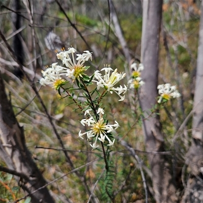 Pimelea linifolia (Slender Rice Flower) at Bombay, NSW - 10 Nov 2024 by MatthewFrawley