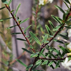 Pimelea linifolia at Bombay, NSW - 10 Nov 2024