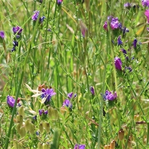 Echium plantagineum at West Wodonga, VIC by KylieWaldon