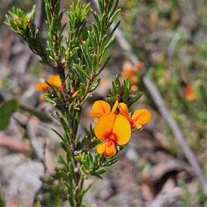 Pultenaea subspicata at Bombay, NSW - 10 Nov 2024