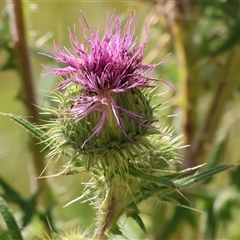 Cirsium vulgare at West Wodonga, VIC - 9 Nov 2024 by KylieWaldon